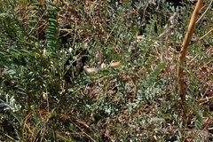 Astragalus oocarpus