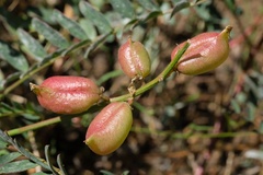 Astragalus oocarpus