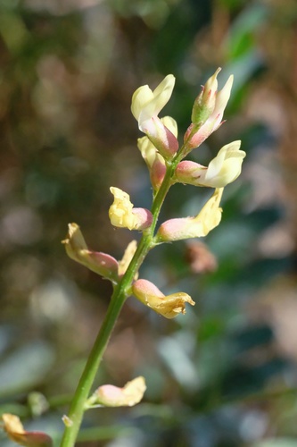 San Diego milkvetch (Astragalus oocarpus)