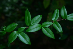 Berberis schaaliae