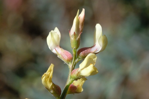 Image of Astragalus oocarpus by (c) Madeleine Claire, some rights reserved (CC BY)
