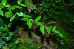 Berberis schaaliae