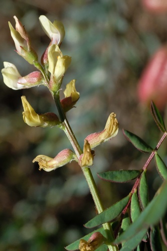 Image of Astragalus oocarpus by (c) Madeleine Claire, some rights reserved (CC BY)