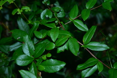 Berberis schaaliae
