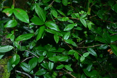Berberis schaaliae