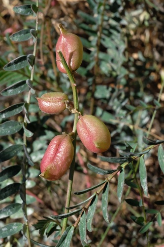 Image of Astragalus oocarpus by (c) Madeleine Claire, some rights reserved (CC BY)
