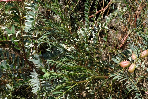 Image of Astragalus oocarpus by (c) Madeleine Claire, some rights reserved (CC BY)