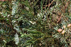 Astragalus oocarpus