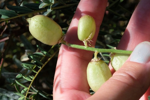 Image of Astragalus oocarpus by (c) Madeleine Claire, some rights reserved (CC BY)