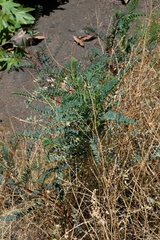 Astragalus oocarpus