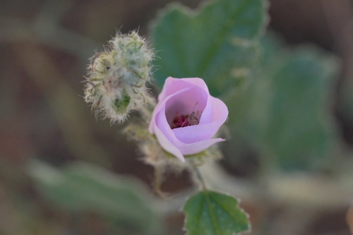 Image of Malacothamnus densiflorus by (c) Madeleine Claire, some rights reserved (CC BY)