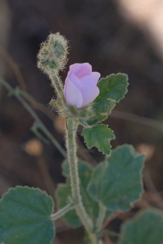 Image of Malacothamnus densiflorus by (c) Madeleine Claire, some rights reserved (CC BY)