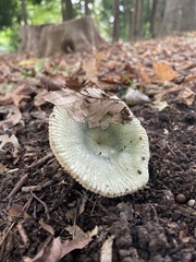 Russula
