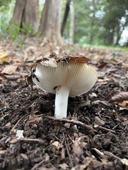 Russula
