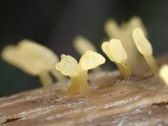 Calocera pallidospathulata