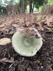 Russula