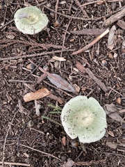 Russula
