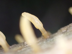 Calocera pallidospathulata