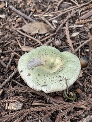 Russula