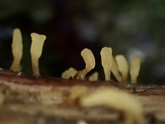 Calocera pallidospathulata