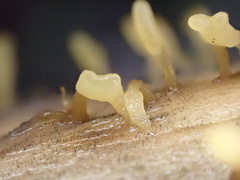 Calocera pallidospathulata