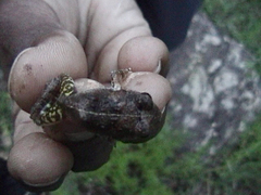 Anura