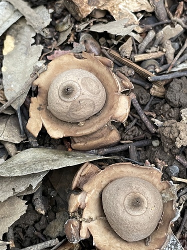 Geastrum saccatum
