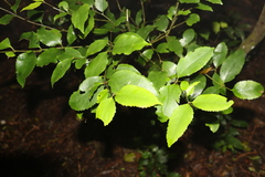 Daphnandra apatela