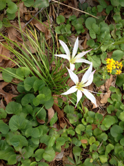 Zephyranthes atamasco