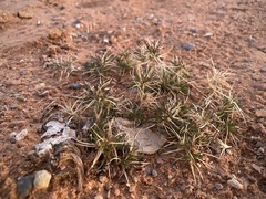 Dasyochloa pulchella