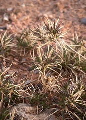 Dasyochloa pulchella
