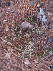 Dasyochloa pulchella