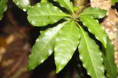 Actephila mooreana