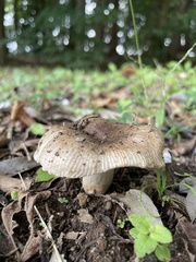 Russula