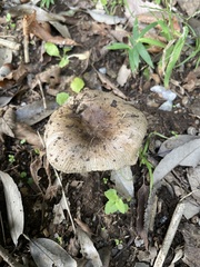 Russula