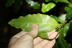 Actephila mooreana