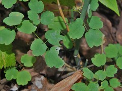 Thalictrum thalictroides