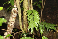 Arthropteris tenella