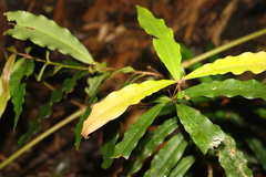 Syzygium ingens