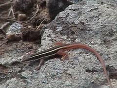 Ophisops leschenaultii