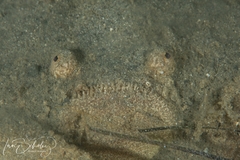 Kathetostoma laeve