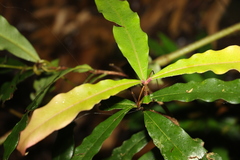 Syzygium ingens