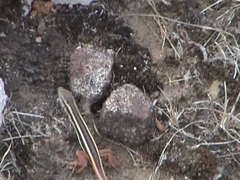 Ophisops leschenaultii