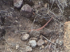 Ophisops leschenaultii