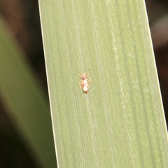 Thaumastocoridae