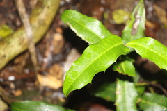 Wilkiea macrophylla