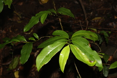 Eupomatia laurina