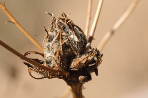 Rhopalomyia erigerontis