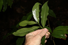 Eupomatia laurina