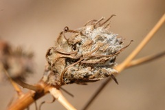 Rhopalomyia erigerontis